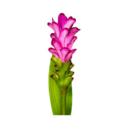 Bromélia Rose Artificiel