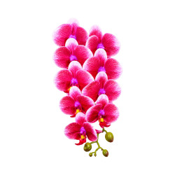 Orchidée Rose Dégradée Bord Blanc Artificielle