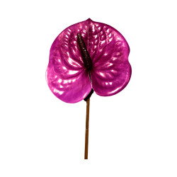 Tige d’Anthurium Artificiel – Mauve