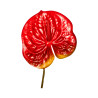 Tige d’Anthurium Artificiel – Rouge Tacheté Marron