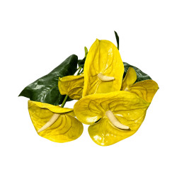Bouquet d’Anthuriums Artificiels Jaunes