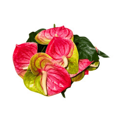 Bouquet d’Anthuriums Artificiels Rose et Vert