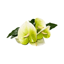 Bouquet d’Anthuriums Artificiels Blanc et Vert