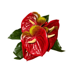 Bouquet d’Anthuriums Artificiels Rouge et Vert