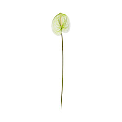 Tige d’Anthurium Artificiel Blanc et Vert