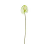 Tige d’Anthurium Artificiel Blanc et Vert