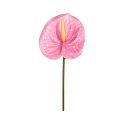Tige d’Anthurium Artificiel Rose Clair