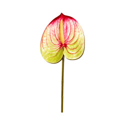 Tige d’Anthurium Artificiel Blanc et Rouge
