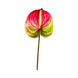 Tige d’Anthurium Artificiel Vert et Rouge