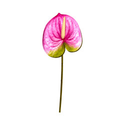 Tige d’Anthurium Artificiel Rose et Vert