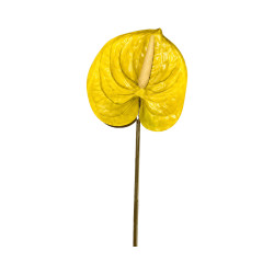 Tige d’Anthurium Artificiel Jaune