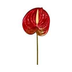 Tige d’Anthurium Artificiel Rouge avec Touche Verte