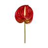 Tige d’Anthurium Artificiel Rouge avec Touche Verte