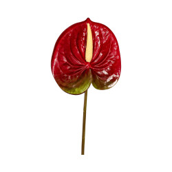 Tige d’Anthurium Artificiel Rouge avec Touche Verte
