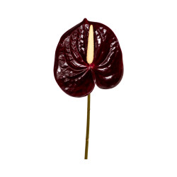 Tige d’Anthurium Artificiel Rouge Noir