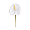 Tige d’Anthurium Artificiel Blanc