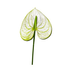 Tige d’Anthurium Artificiel Blanc et Vert
