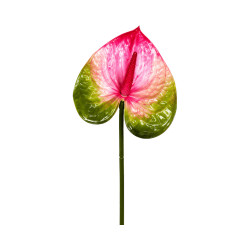 Tige d’Anthurium Artificiel Vert, Blanc et Rose