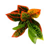 Feuillage Artificiel Croton Multicolore