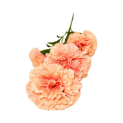 Œillet Artificiel Beige Orangé sur Tige