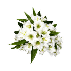 Bouquet d’Iris Artificiels Blancs