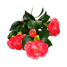Branche Fleurie Artificielle Rose – Longue Tige