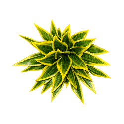 Mini Auti Artificiel Vert et Jaune – Tige Décorative