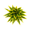 Mini Auti Artificiel Vert et Jaune – Tige Décorative