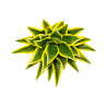 Mini Auti Artificiel Vert et Jaune – Tige Décorative