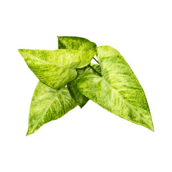 Feuillage Ape Artificiel Blanc et Vert