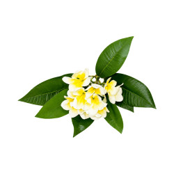 Tipanier Artificiel Blanc Cœur Jaune