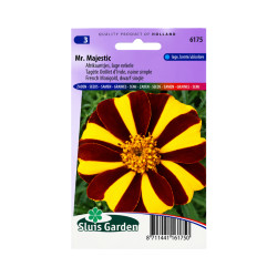Graines d’Œillet d’Inde Mr. Majestic – Nain simple