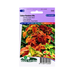 Graines de Coleus hybrides Rainbow Mix