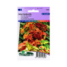 Graines de Coleus hybrides Rainbow Mix