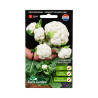 Graines de Chou-Fleur Multi-Head F1