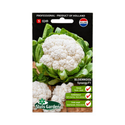 Graines de Chou-Fleur Synergy F1
