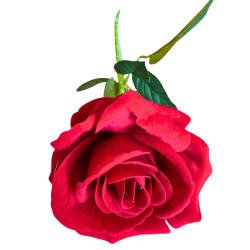 G2 Rose arti en tige (rouge)