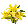 C Lys Arti Bouquet main (Jaune)