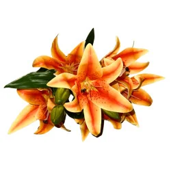 C Lys Arti Bouquet main (Orange)