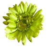 A0041 FleurArti.GERBERA (Vert)