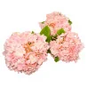 K5 Hortensia Arti.x3 (Rose)