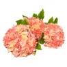 K5 Hortensia Arti.x3 (Orange)