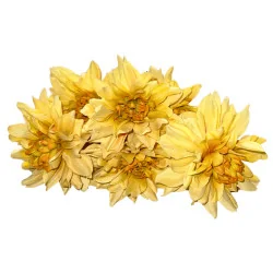 B38 Chrys-Dahlia Arti (Jaune)