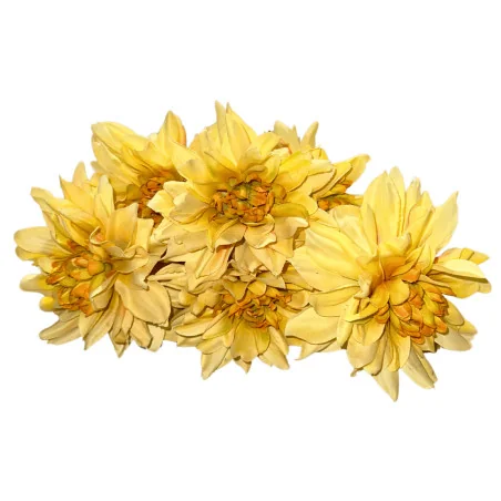 B38 Chrys-Dahlia Arti (Jaune)