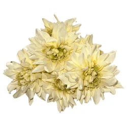 B38 Chrys-Dahlia Arti (Blanc)