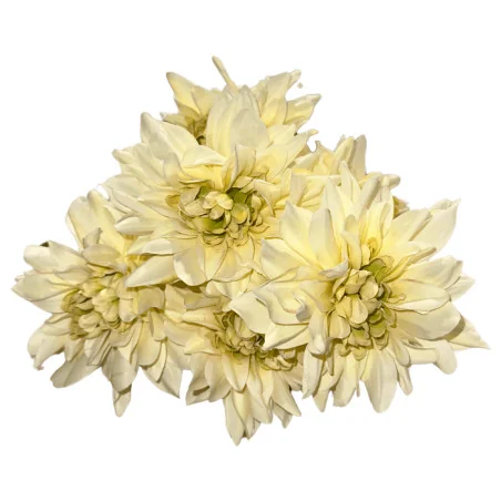 B38 Chrys-Dahlia Arti (Blanc)