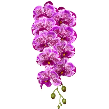 HS002 Phal#3 Mauve Blc panaché