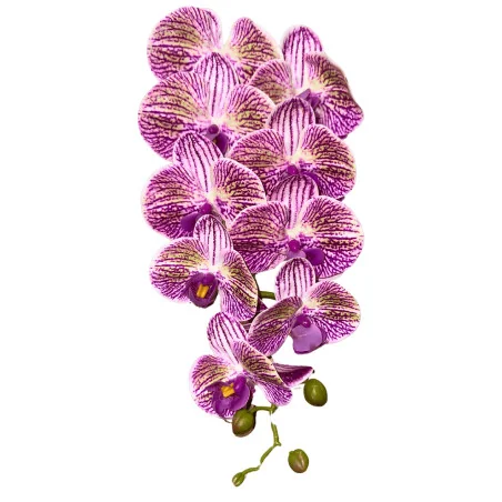 HS002 Phal#2 Blc strié mauve