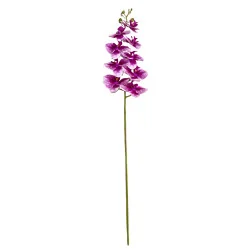 HS002 Phal#1 Int Mv foncé bord clair dég