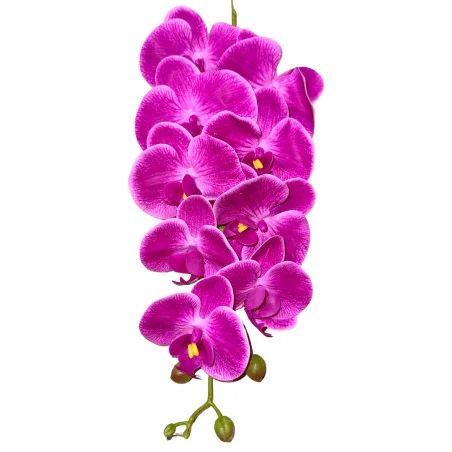 HS002 Phal#6 Mauve Ext clair